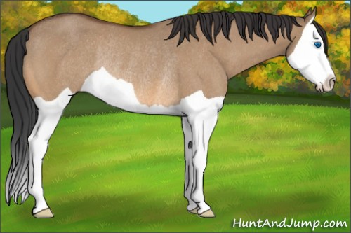 Horse Color:Bay Dun Splash Rabicano 