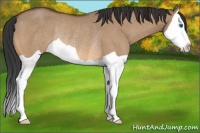 Horse Color:Bay Dun Splash Rabicano 