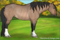 Horse Color:Brown Dun Rabicano