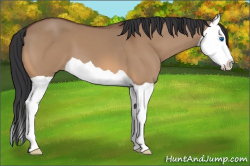 Horse Color:Bay Dun Splash 