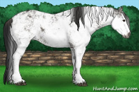 Horse Color:Gray Black Sabino