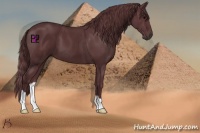 Horse Color:Chocolate Black