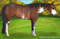 Horse Color:Brown Sabino Rabicano 