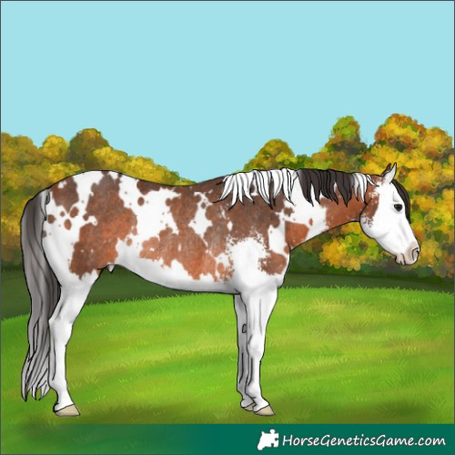 Horse Color:White Spotted Bay Sabino Splash Rabicano