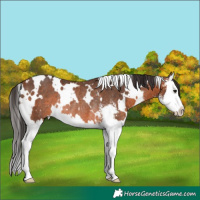 Horse Color:White Spotted Bay Sabino Splash Rabicano 