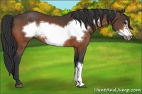 Horse Color:Bay Frame 
