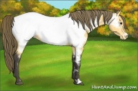 Horse Color:Buckskin Near Fewspot 