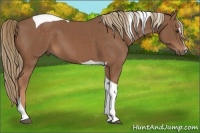 Horse Color:Chestnut Sabino Tobiano 