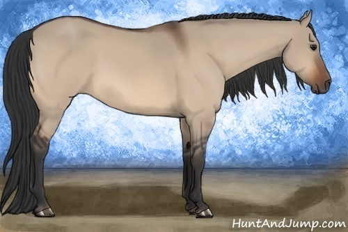 Horse Color:Bay Dun