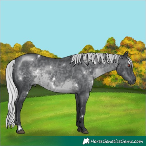 Horse Color:White Spotted Silver Black Chinchilla 