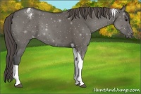 Horse Color:Grullo Tobiano Appaloosa 
