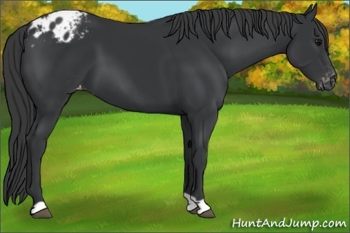 Horse Color:Black Appaloosa 