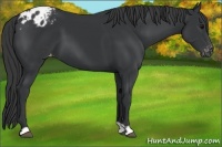Horse Color:Black Appaloosa 