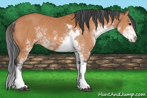 Horse Color:Bay Sabino 