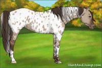 Horse Color:Liver Red Dun Tobiano Appaloosa 