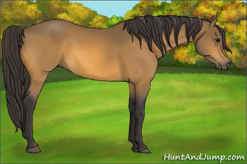 Horse Color:Buckskin 