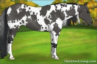 Horse Color:White Spotted Black