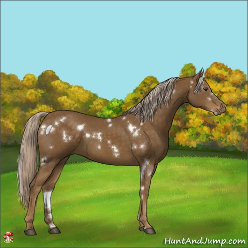 Horse Color:White Spotted Chocolate Palomino 