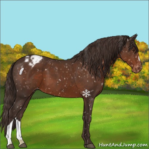 Horse Color:Liver Chestnut Snowflake Varnish