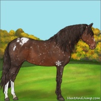 Horse Color:Liver Chestnut Snowflake Varnish 