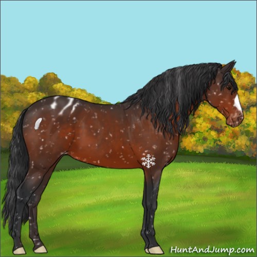 Horse Color:Brown Appaloosa 