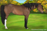 Horse Color:Gray Bay Appaloosa 