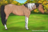 Horse Color:Bay Roan Tobiano