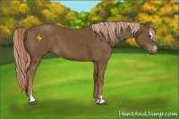 Horse Color:Chocolate Palomino Sabino 