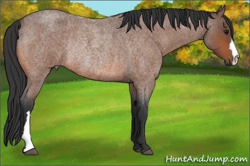 Horse Color:Bay Roan Rabicano 