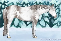 Horse Color:White Spotted Liver Chestnut Splash Rabicano 