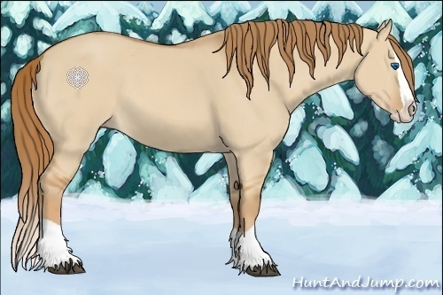 Horse Color:Red Dun Splash 