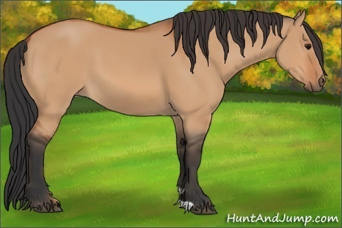 Horse Color:Bay Dun 