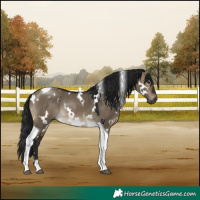 Horse Color:Gray White Spotted Brown Dun Tobiano Rabicano