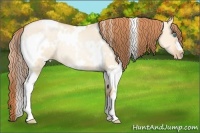 Horse Color:White Spotted Buckskin Pearl Dun Rabicano