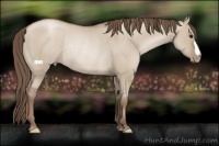 Horse Color:Grullo Pearl Rabicano