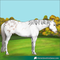Horse Color:Brown Appaloosa 