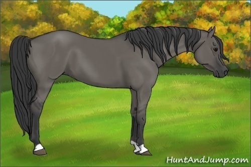 Horse Color:Grullo 