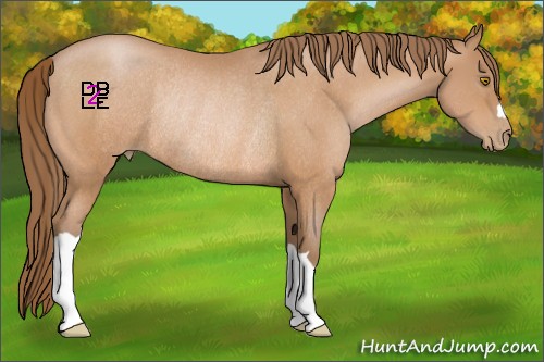 Horse Color:Bay Pearl Rabicano