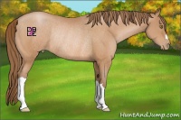 Horse Color:Bay Pearl Rabicano 