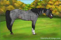 Horse Color:Gray Brown Roan 