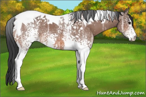 Horse Color:White Spotted Bay Ice Tobiano 