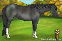 Horse Color:Black 