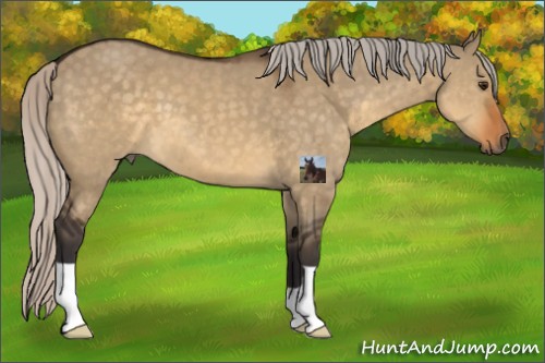 Horse Color:Silver Buckskin Dun 