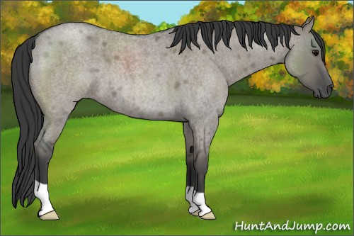 Horse Color:Grullo Roan 