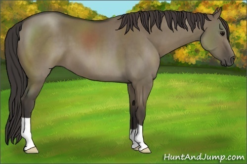 Horse Color:Smoky Grullo 