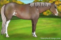 Horse Color:Silver Black Sabino 