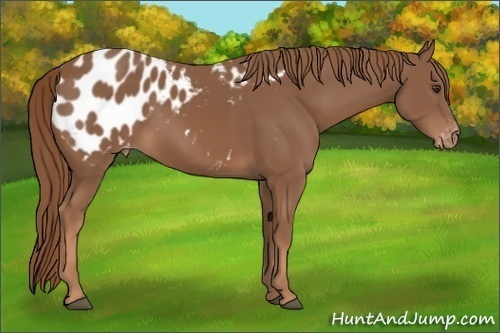 Horse Color:Chestnut Appaloosa 