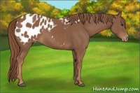 Horse Color:Chestnut Appaloosa 