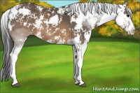 Horse Color:Brown Sabino