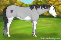 Horse Color:Grullo Chinchilla Splash 